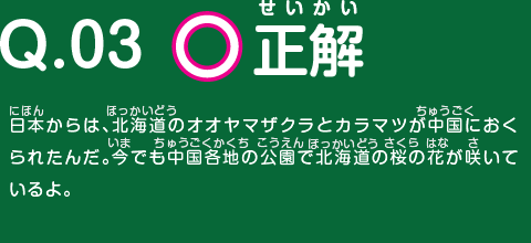 正解　日本からは、北海道のオオヤマザクラとカラマツが中国におくられたんだ。今でも中国各地の公園で北海道の桜の花が咲いているよ。