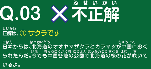 不正解　正解は、 ① サクラです　日本からは、北海道のオオヤマザクラとカラマツが中国におくられたんだ。今でも中国各地の公園で北海道の桜の花が咲いているよ。